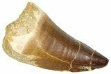 Fossil Mosasaur (Thalassotitan) Tooth - Morocco #374531-1